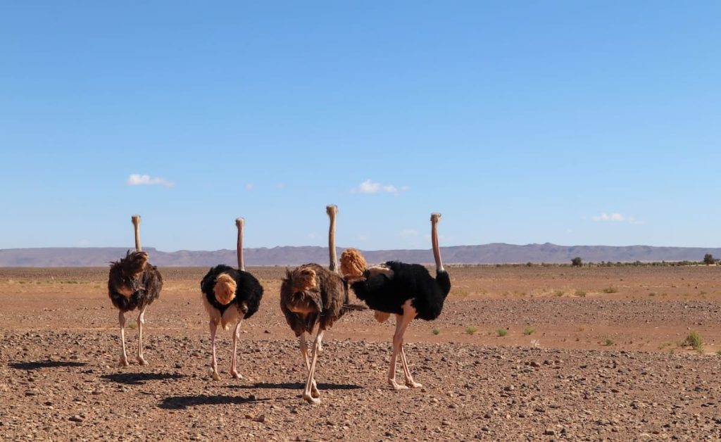 autruches de Dakhla